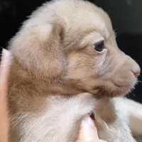سگ پاکوتاه دوماهه گمشده