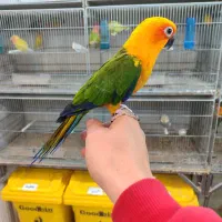 طوطی گرینچیک خورشیدی|پرنده|اردبیل, |دیوار