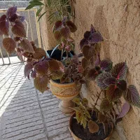 گل اوسن یوسف|گل و گیاه طبیعی|سبزوار, گلشن|دیوار