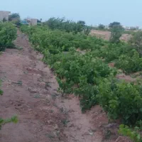 باغ انگور فروشی