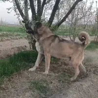 سگ  سرابی نر جهت واگذاری