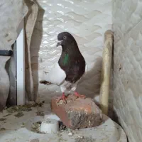 کبوتر نرسفید