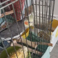 عروس هلندی مولدبا۴جوجه و۴تخم جدید|پرنده|تهران, شهرک امید|دیوار