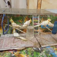 عروس پاریس هلندی