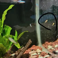 بچه ماهی رایگان