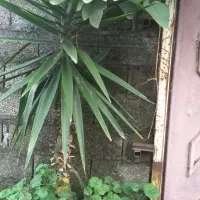 درختچه یوکا|گل و گیاه طبیعی|خمام, |دیوار