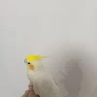 عروس هلندی|پرنده|آذرشهر, |دیوار