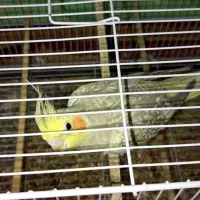 جفت عروس هلندی بالغ