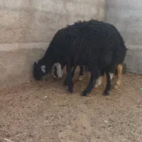 پنج راس میش بره دار