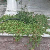 علفتراشی و سمپاشی و هرسکاری|خدمات باغبانی و درختکاری|سلمان‌شهر, |دیوار