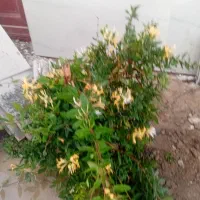 زمین با کاربری زراعی  ولی کارگاهی