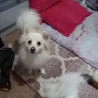 واگذاری سگ پامراشپیتز باامضای تعهدنامه نگهداری خوب|سگ|کرج, المهدی|دیوار