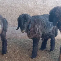 کوه قوچی نژاد دار|حیوانات مزرعه|کوهرنگ, |دیوار