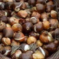 فروش پیاز گل صد در صد شهلا