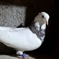 طوقی|پرنده|بم, |دیوار