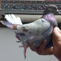 کبوتر گرفتنی یکجایی|پرنده|تهران, شهرک طالقانی|دیوار