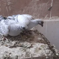کبوتر