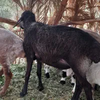 گوسفند نر نژاد دار