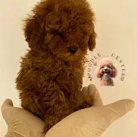 پودل دارک رد|سگ|رشت, بلوار گیلان|دیوار