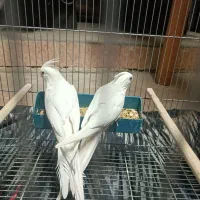 دو جفت عروس هلندی آلبینو تاج پرنسی