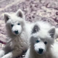 سگ سامویید|سگ|اهر, |دیوار