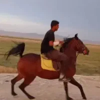 اسب مادیان و کره|اسب و تجهیزات اسب‌سواری|شیراز, شاهچراغ|دیوار