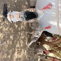 بوقلمون