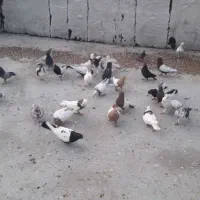 کبوتر سینه وتک پر وطوقی|پرنده|فاضل آباد, |دیوار