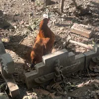 مرغ محلی تخم گزار