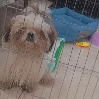 سگ خونگی تربیت شده