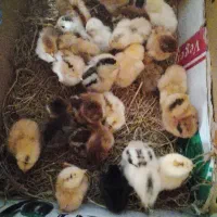 مرغ|پرنده|چمستان, |دیوار