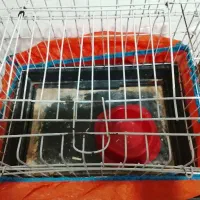 قفس پرنده ، قفس همستر و خرگوش|لوازم جانبی حیوانات|قزوین, |دیوار