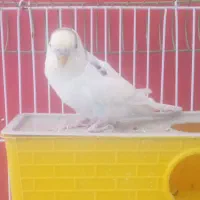 یک عدد مرغ عشق نر