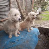 سگ پاکوتاه باهوش ۰۰۰