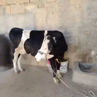 فروشی|حیوانات مزرعه|مسجد سلیمان, |دیوار