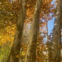 فروش درخت چوب کبوده|گل و گیاه طبیعی|خوانسار, |دیوار