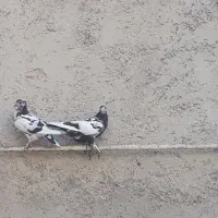 جفت کبوتر