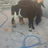 دوتا کوه یکی ابسن تخمی هر دوتا هم لنگ جم هستن