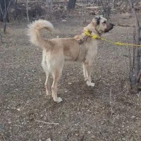 واگذاری سگ سرابی