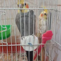 عروس هلندی جفت سالم