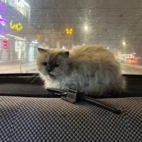 پرشین پیدا شده