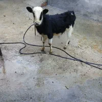 گوساله سمینتل