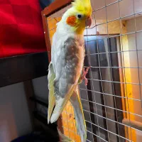 جفت عروس هلندی مولد