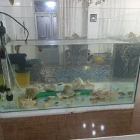 اکواریوم