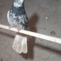 سرور دم سفید هما