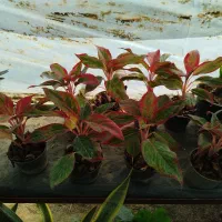 گل فروشی|گل و گیاه طبیعی|آزادشهر, |دیوار