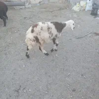 بره ماده پلنگی دوتاش سه ماه قوچ خورده|حیوانات مزرعه|خنداب, |دیوار