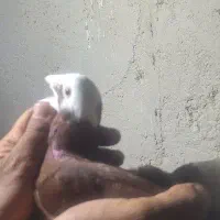 کبوتر عتیقه..فروشی و معاوضه