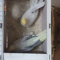 عروس هلندی به شرط تخم جوجه