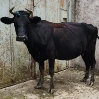 گاو دورگ ۱۵ روز مانده به زایمان